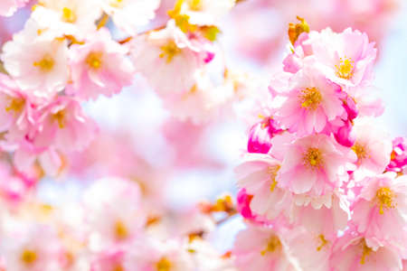 Pink cherry blossom, spring natural background, selective focus on foregroundの写真素材