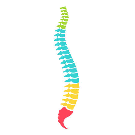 Anatomical model of spinal column, vector illustration on white backgroundのイラスト素材