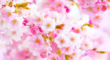 Sakura cherry blossom, spring floral backgroundの写真素材