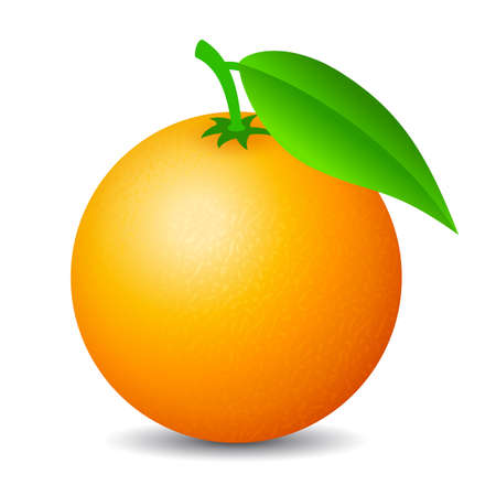 Orange fruit vector cartoon isolated on white backgroundのイラスト素材