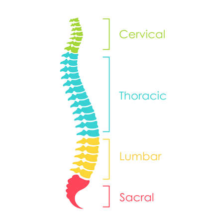 Spinal cord anatomical scheme, vector illustration on white backgroundのイラスト素材