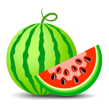 Watermelon vector cartoon on white backgroundのイラスト素材