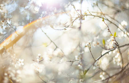 Abstract defocused spring background with Ñherry blossom and sunlightsの写真素材