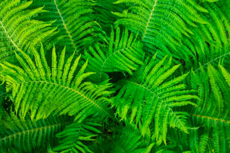 Green fresh fern leaves, natural backgroundの写真素材