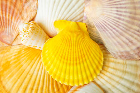 Sea shells texture, natural backgroundの写真素材