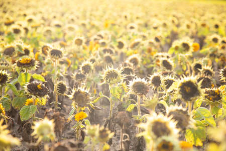 Withered dead sunflowers field, drought concept