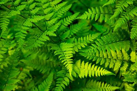 Green fern leaves in tropical forest, natural backgroundの写真素材