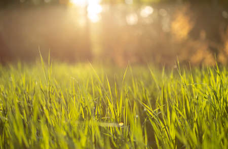 Green grass and sunset light in a forest, selective focusの写真素材