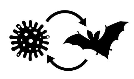 Coronavirus came from bats vector illustration on white backgroundのイラスト素材