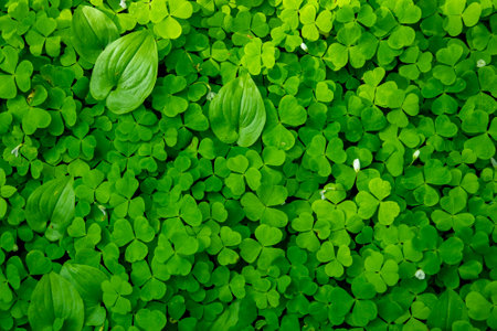 Clover leaves, green natural backgroundの写真素材