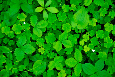 Green forest grass and clover leaves, natural backgroundの写真素材