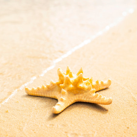 Starfish on tropical sandy beach, marine life photoの写真素材
