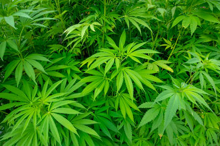 Marijuana plant, cannabis leaves natural backgroundの写真素材