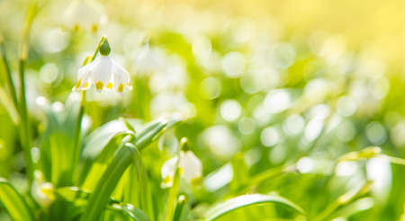 Spring snowdrop flowers, floral background. Soft selective focusの写真素材