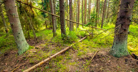 Wide panorama of deep forestの写真素材