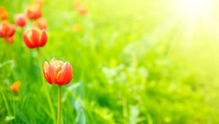 Field of red tulip flowers, natural background. Selective focus.の写真素材