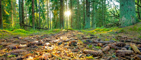 Wide panorama of sunny evening forest at sunset
