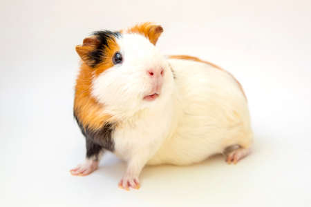 Cute guinea pig on white backgroundの写真素材