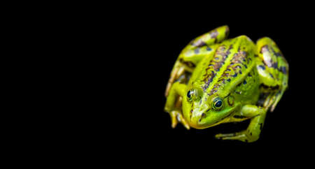 Green frog isolated on black background, animal wallpaperの写真素材