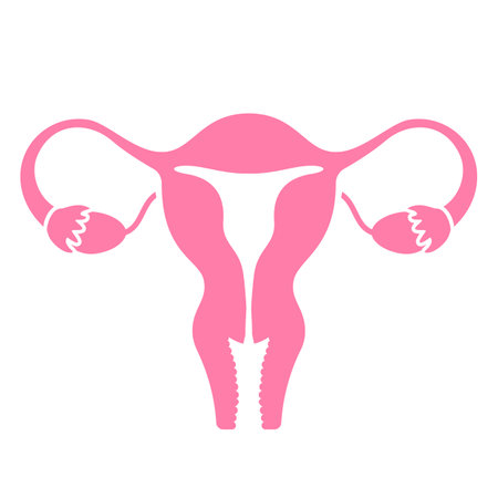 Uterus vector icon isolated on white backgroundのイラスト素材