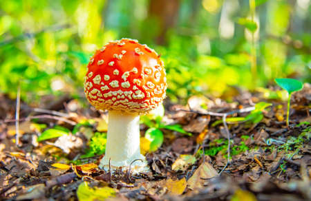 Fly agaric mushroom in a sunny forestの写真素材