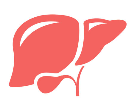 Liver organ medical icon isolated on white backgroundのイラスト素材