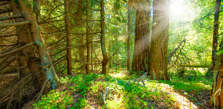 Sunset in sunny summer forest, natural wallpaper