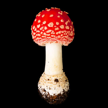 Fly agaric or Amanita Muscaria mushroom isolated on black backgroundの写真素材
