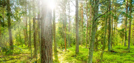 Panorama of sunny spring forest, morning light