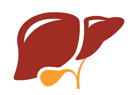 Liver vector cartoon isolated on white backgroundのイラスト素材