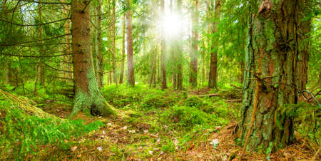 Beautiful sunny forest, sunset lightの写真素材