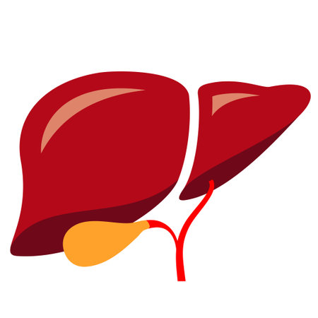 Liver vector cartoon, human internal organ isolated on white backgroundのイラスト素材