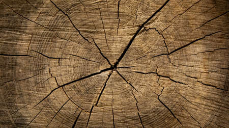 Old wooden texture with annual rings, dry tree backgroundの写真素材