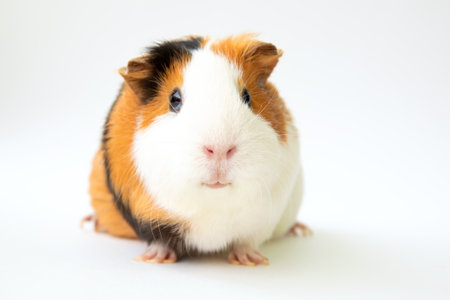 Cute guinea pig isolated on white background, selected focus on a noseの写真素材
