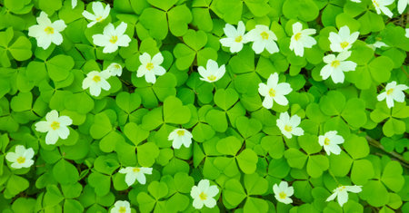 Clover natural background, blooming shamrock wallpaperの写真素材