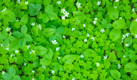 Blooming spring forest greenery, shamrock flowers natural background