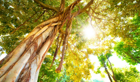 Tropical tree and sun beams, forest natural photoの写真素材