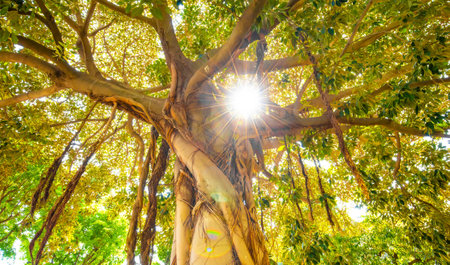 Tropical forest and large tree with lianas, sunny morning in jungleの写真素材
