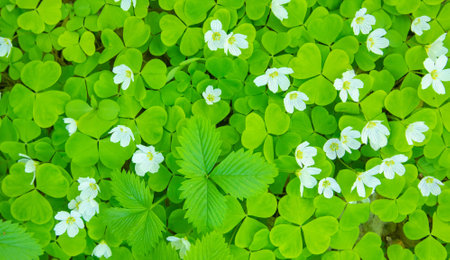 Spring forest floor, fresh blooming greenery, natural backgroundの写真素材