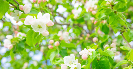 Blooming apple tree, soft selective focus on foreground flowersの写真素材