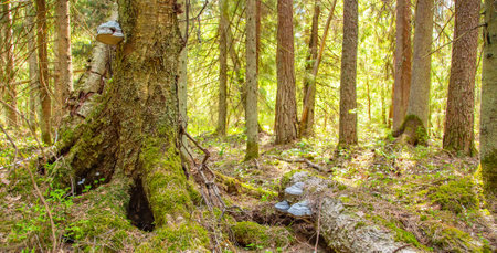 Scenic landscape with sunny summer forestの写真素材