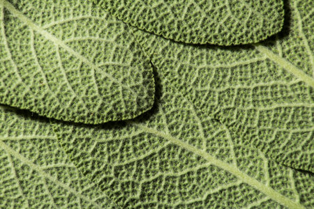 Texture series of sage leaves viewed from the backの写真素材