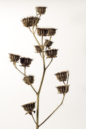 Dry grass against white background, thin flower trunks with buds with sedds insideの写真素材