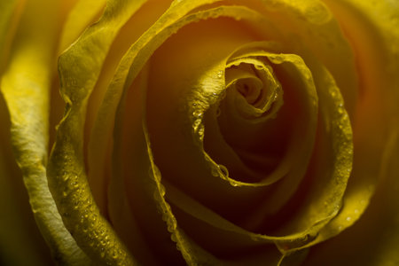 Close up of a yellow rose with small drops of waterの写真素材