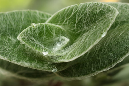 Close-up of apical leaves of Tradescantia setosa with water dropletsの写真素材