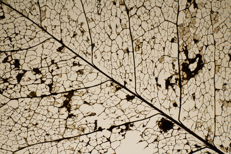 A detailed view of a dead leaf skeleton showing intricate vein patterns. The delicate network consists of dark, branching lines against a light background.の写真素材