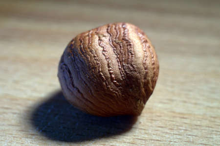 hazelnutの写真素材