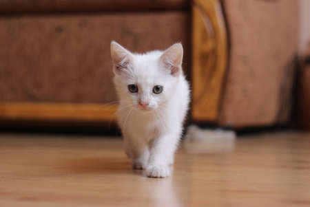 kittyの写真素材