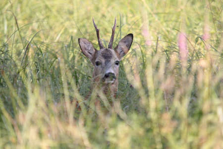 roe deerの写真素材