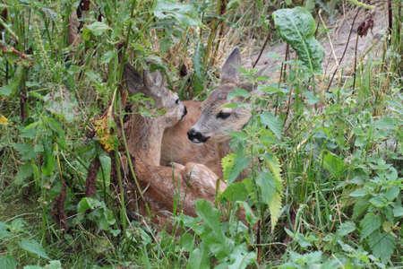 family of roe deerの写真素材